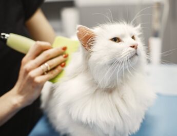 Mobile Cat Grooming; Advantages and Cost