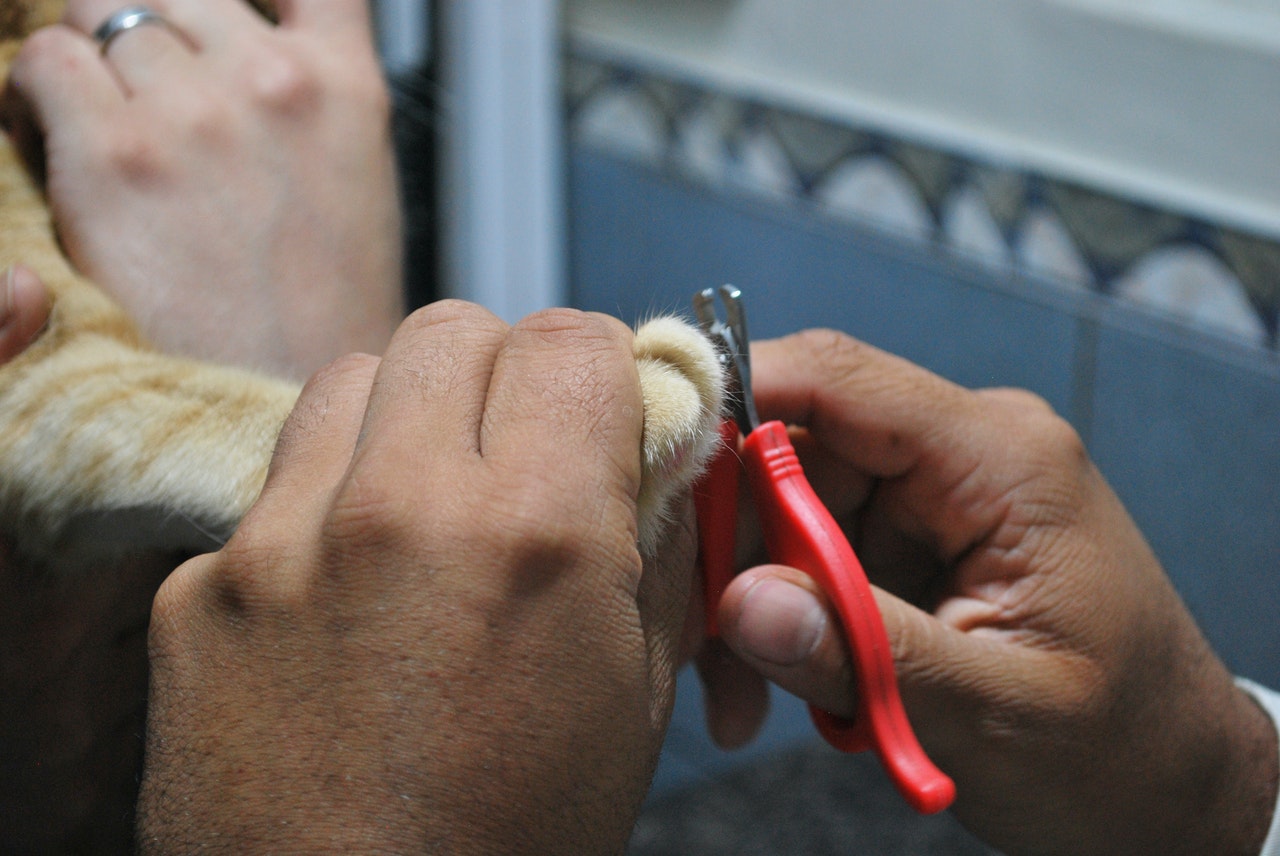 Mobile Cat Grooming; Advantages and Cost | My Pet Review
