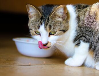 Best Cat Food for Gassy Kitten