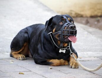 Dog Muzzles; When and How to Use Them