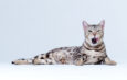 Silver Bengal Cat; Everything you need to know