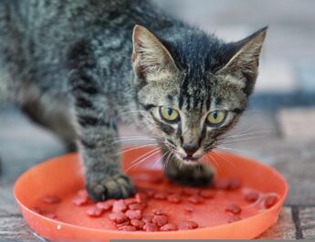 Low Sodium Cat Food; How important is it?