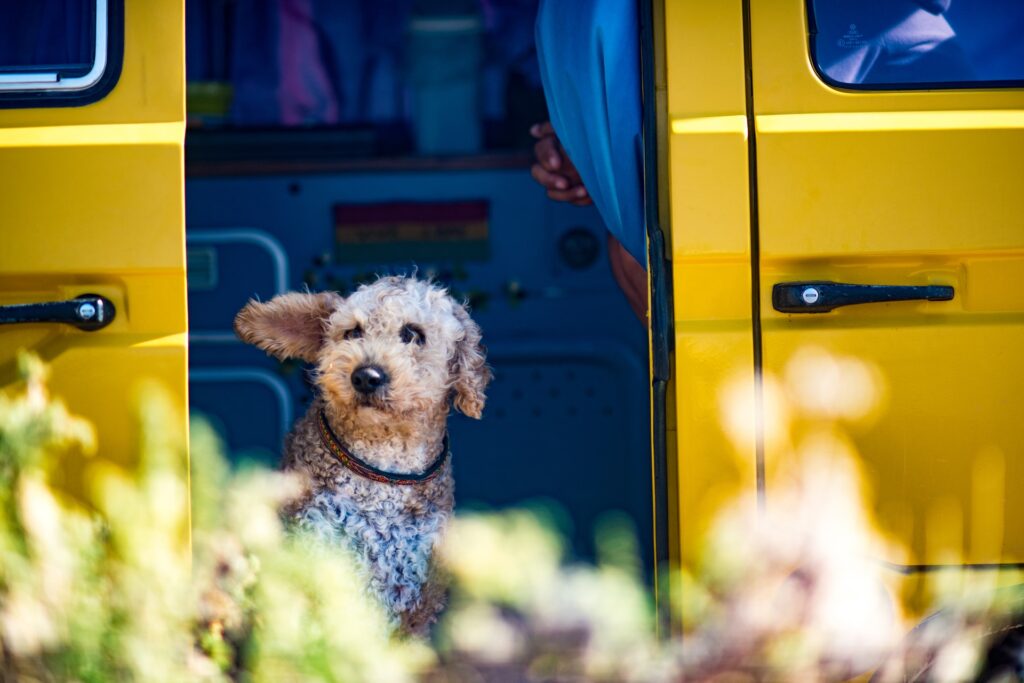 dog friendly camper van 