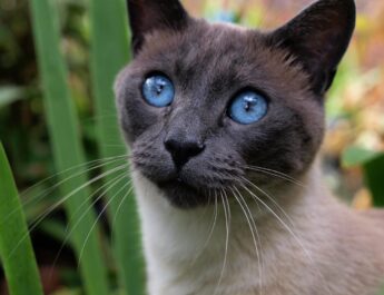 What are the 10 Best Family Cat Breeds?