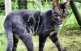 Black Bengal Cat; Everything you need to know