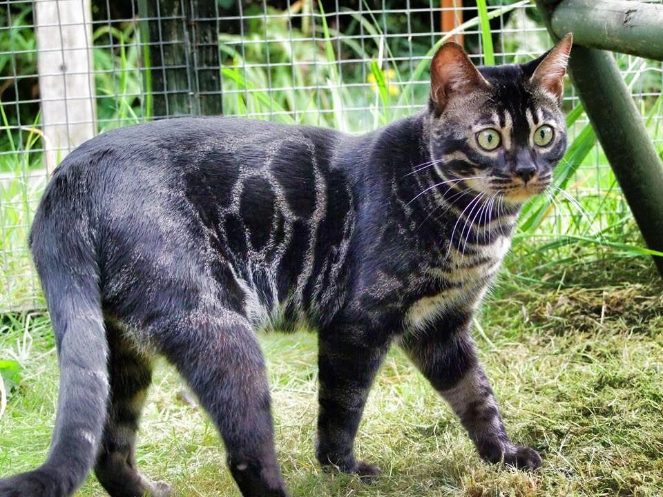 black bengal cat
