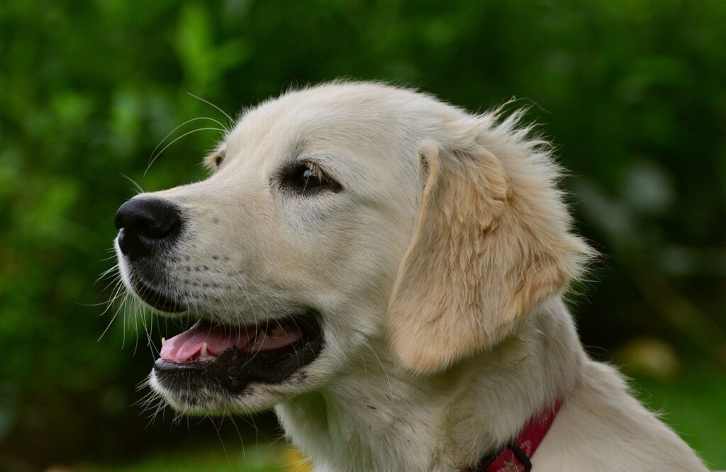 Emotional Support Dog Breeds, golden retriever