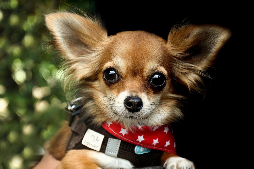 Emotional Support Dog Breeds, chihuaha