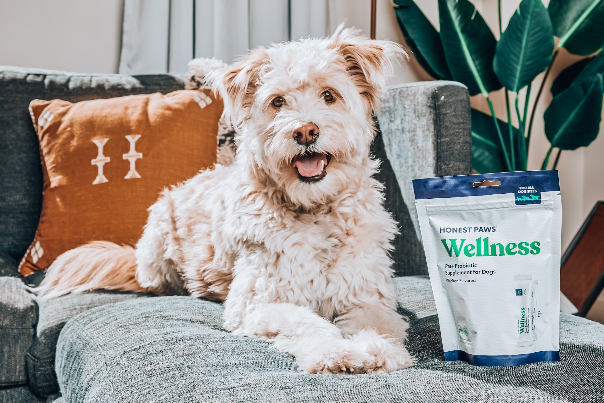 Probiotics for Dogs; Are they Important? My Pet Review