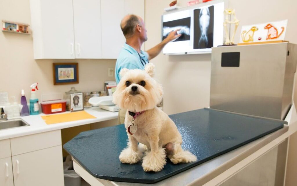 Dog X Rays Cost; What will I get charged? My Pet Review