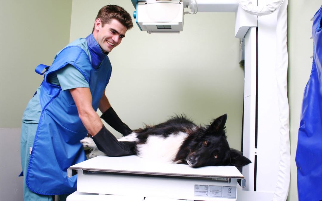 dog x rays cost, border collie x ray 