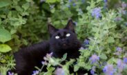 How To Give Your Cat Catnip – Top Do’s and Don’ts