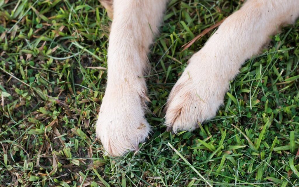 Grass Seed in Dog Paw! What now? My Pet Review
