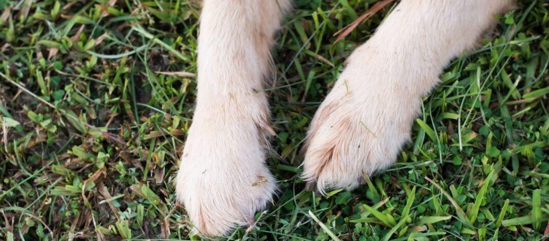 Grass Seed in Dog Paw! What now?