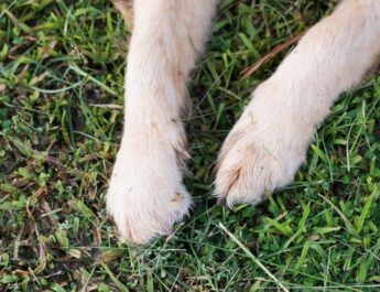 Grass Seed in Dog Paw! What now?