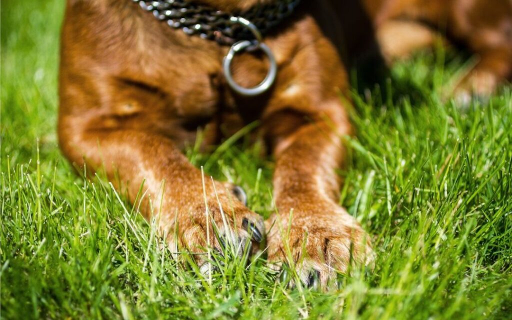 Grass Seed in Dog Paw! What now? My Pet Review